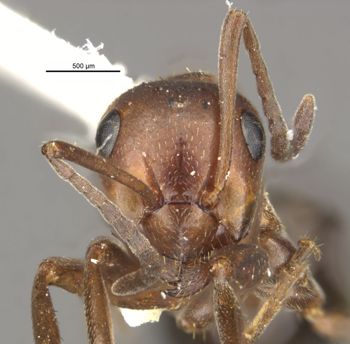 Media type: image;   Entomology 28995 Aspect: head frontal view